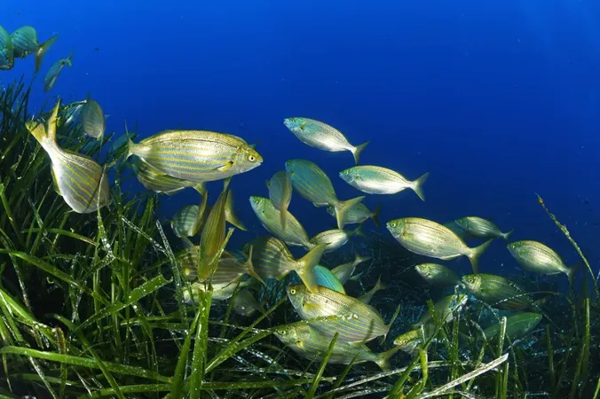 Eau turquoise de Rondinara